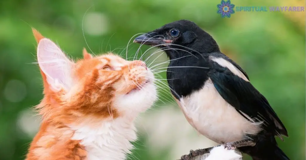 Understanding Cat Behavior