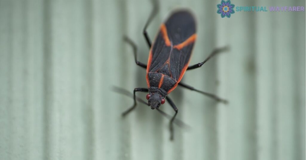 Understanding the Boxelder Bug