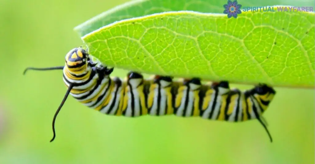 Understanding the Caterpillar Spiritual Meaning