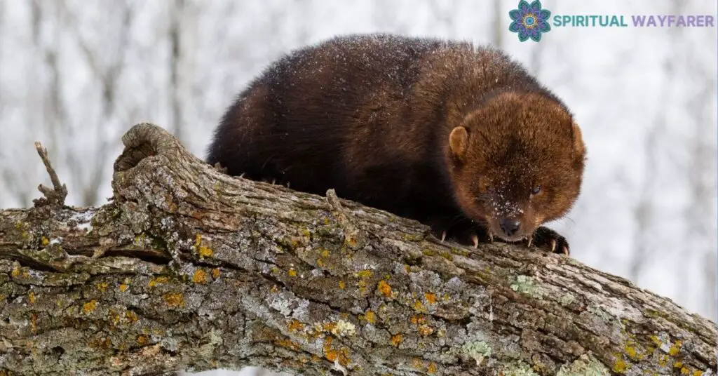 Understanding the Fisher Cat Totem