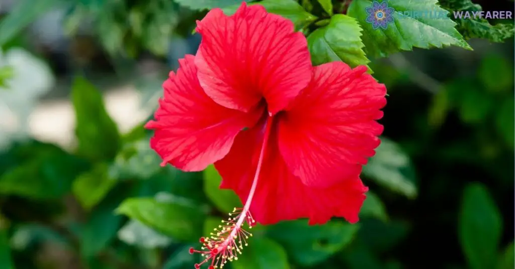 Understanding the Hibiscus Flower