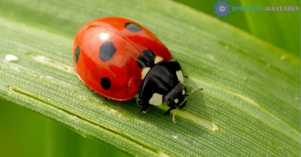 Understanding the Ladybug Symbolism