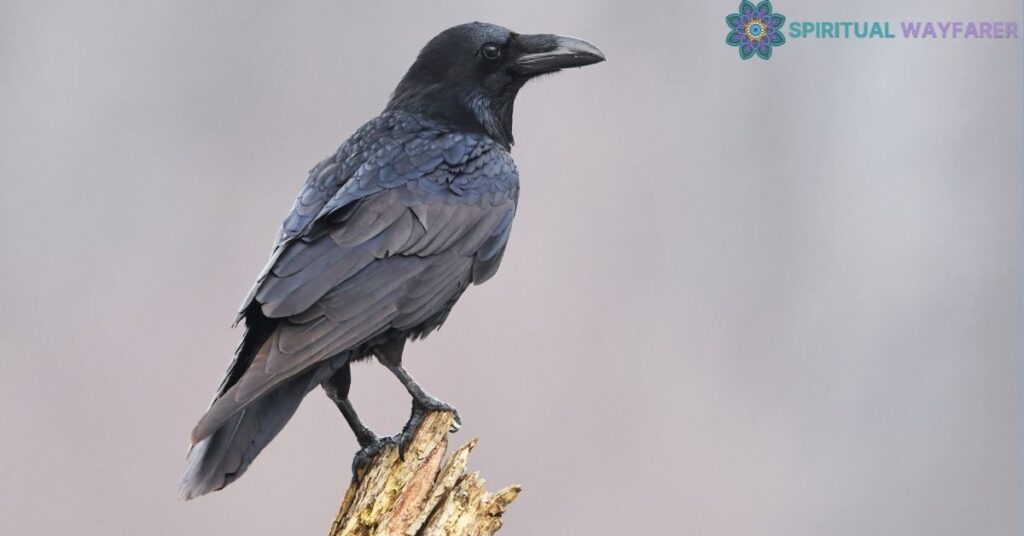 Understanding the Raven as a Spiritual Symbol