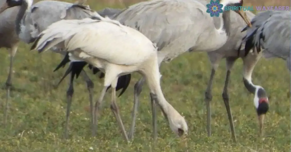 Understanding the Symbolism of Cranes