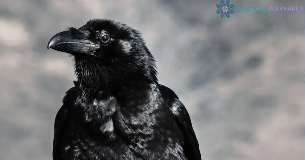 Understanding the Symbolism of Crows