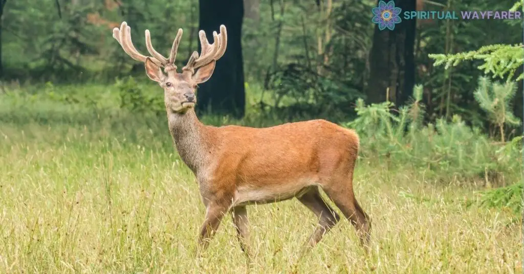 Understanding the Symbolism of Deer