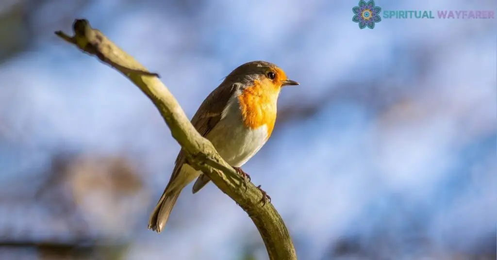 Understanding the Symbolism of Robins