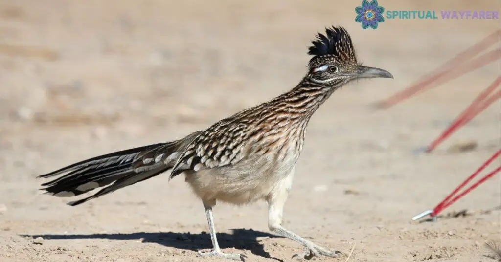 Understanding the Symbolism of a Roadrunner