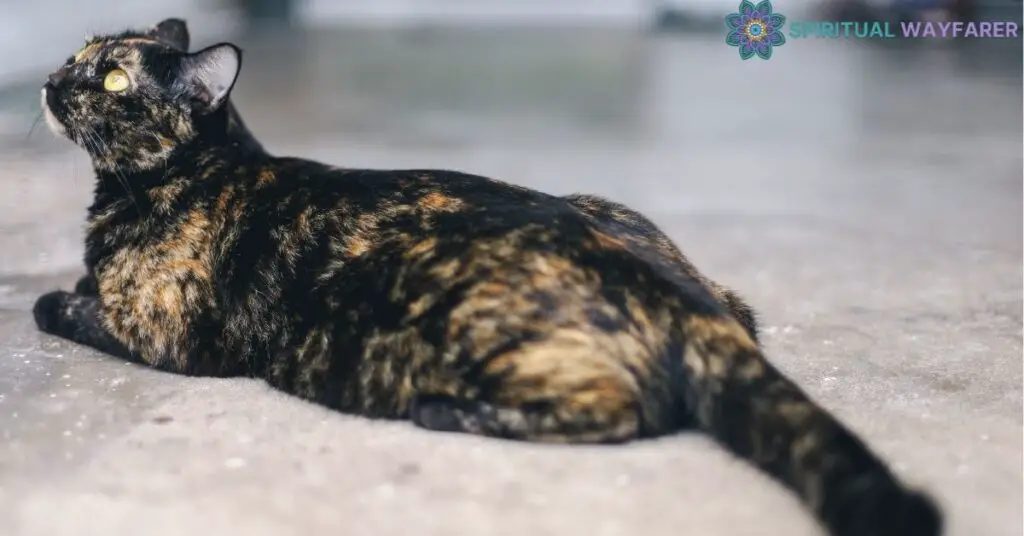 Understanding the Tortoiseshell Cat