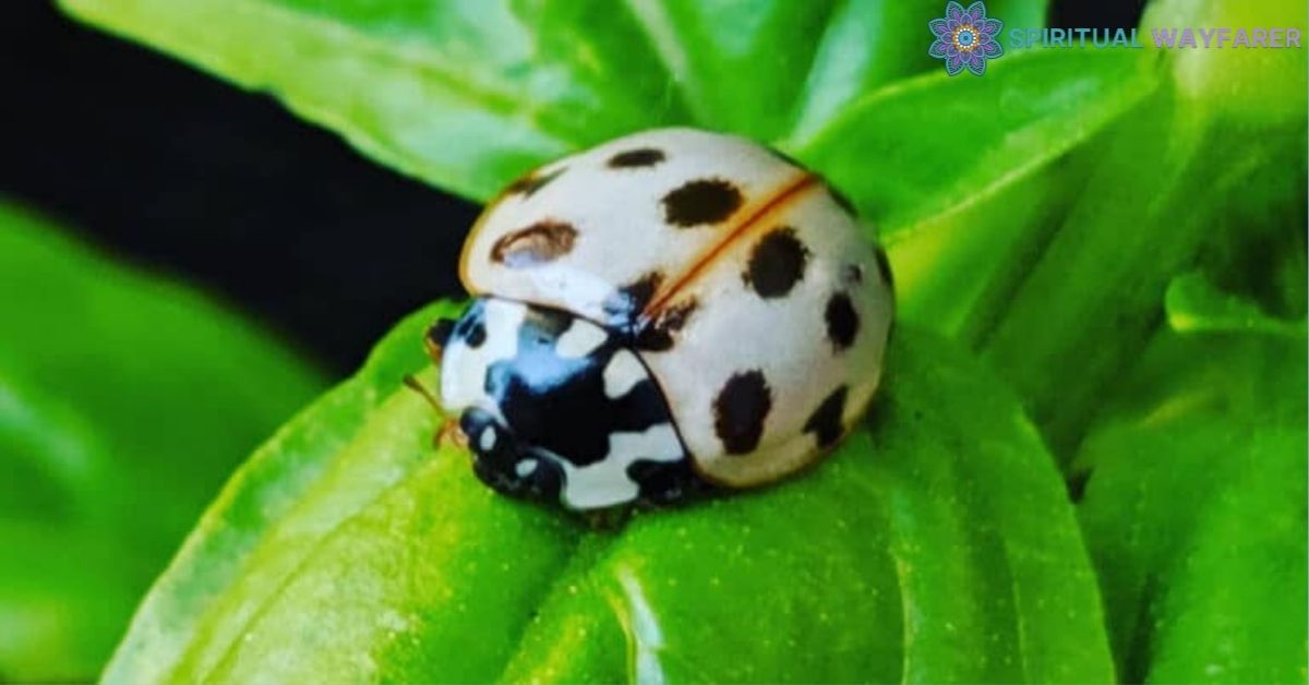 Unveiling the Secrets: The Symbolic Meaning of White Ladybugs Revealed