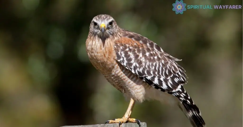 Unearthing the Symbolism Red Shouldered Hawk