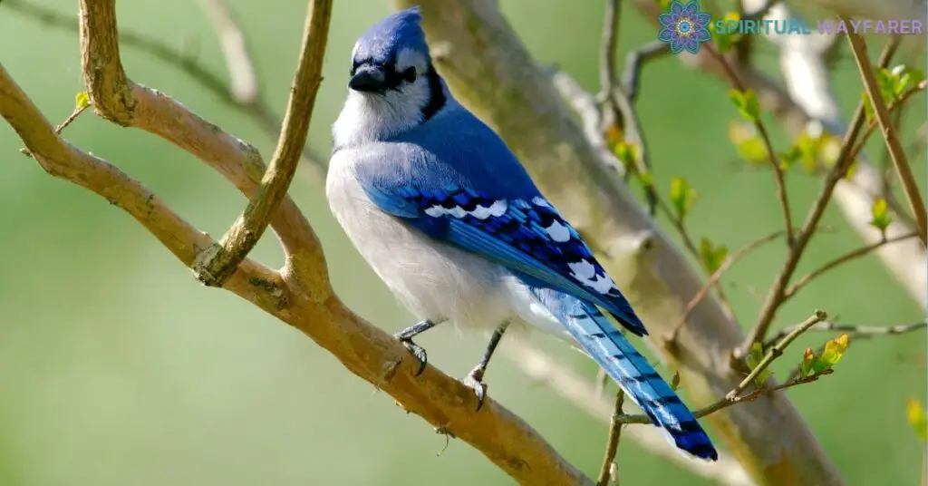 Unveiling the Blue Jay Bird Meaning