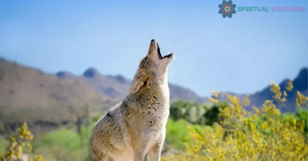 Utilizing the Coyote’s Symbolic Value