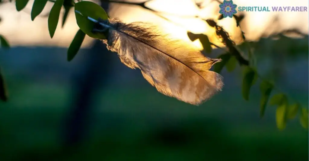 What to Do When You Find a Hawk Feather