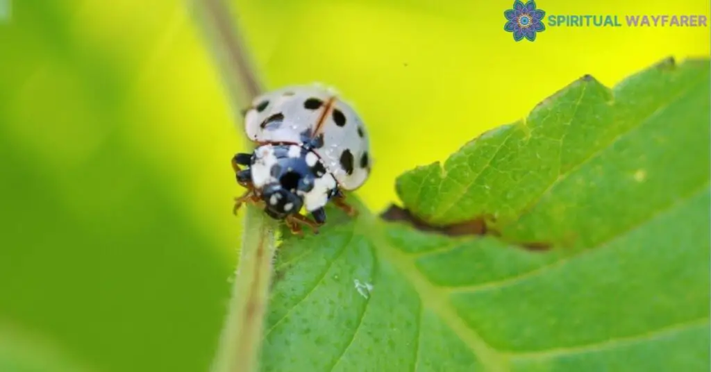 White Ladybug Meaning What Does It Symbolize