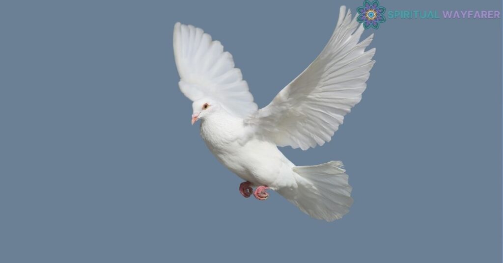 White Pigeons in Different Cultures and Traditions