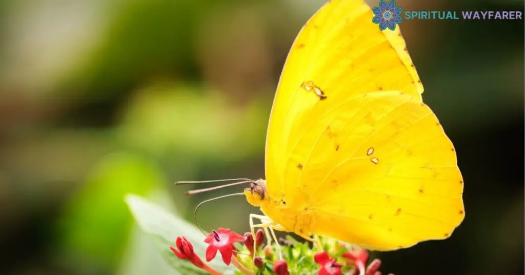 Yellow Butterfly and Its Role in Sacred Literature