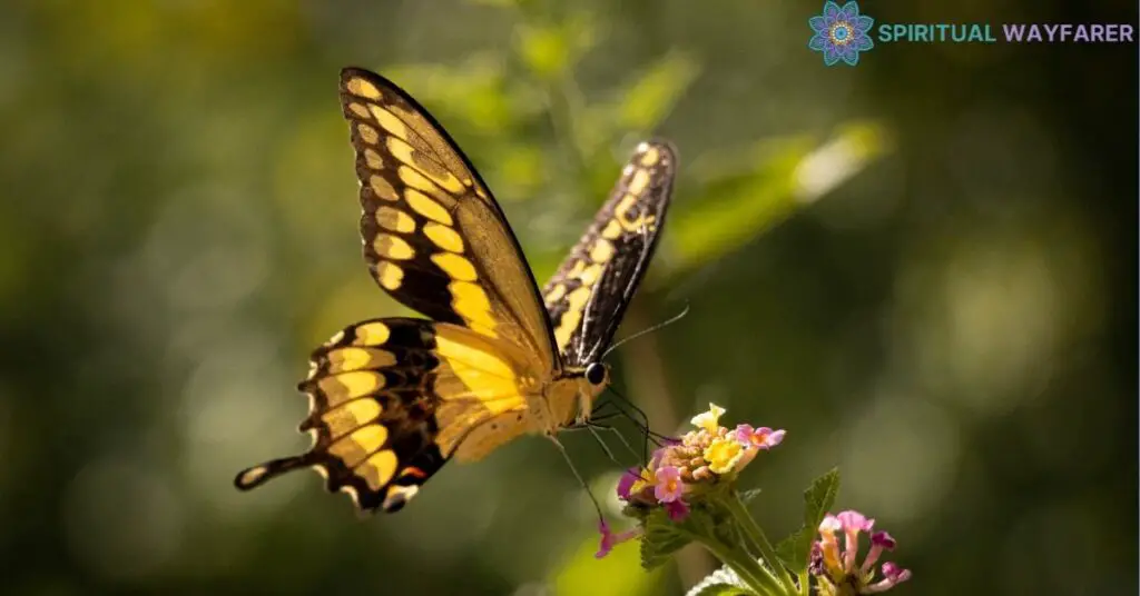 Yellow and Black Butterfly in Myth and Folklore