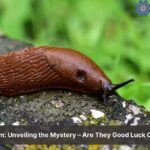 are slugs good luck or bad luck