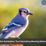 blue jay bird meaning