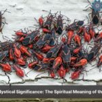 boxelder bug spiritual meaning