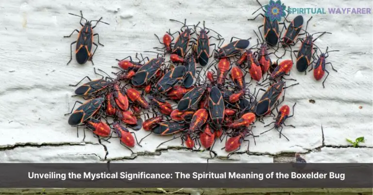 boxelder bug spiritual meaning