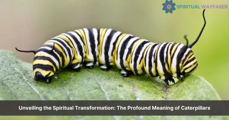 caterpillar spiritual meaning