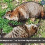 dead raccoon spiritual meaning