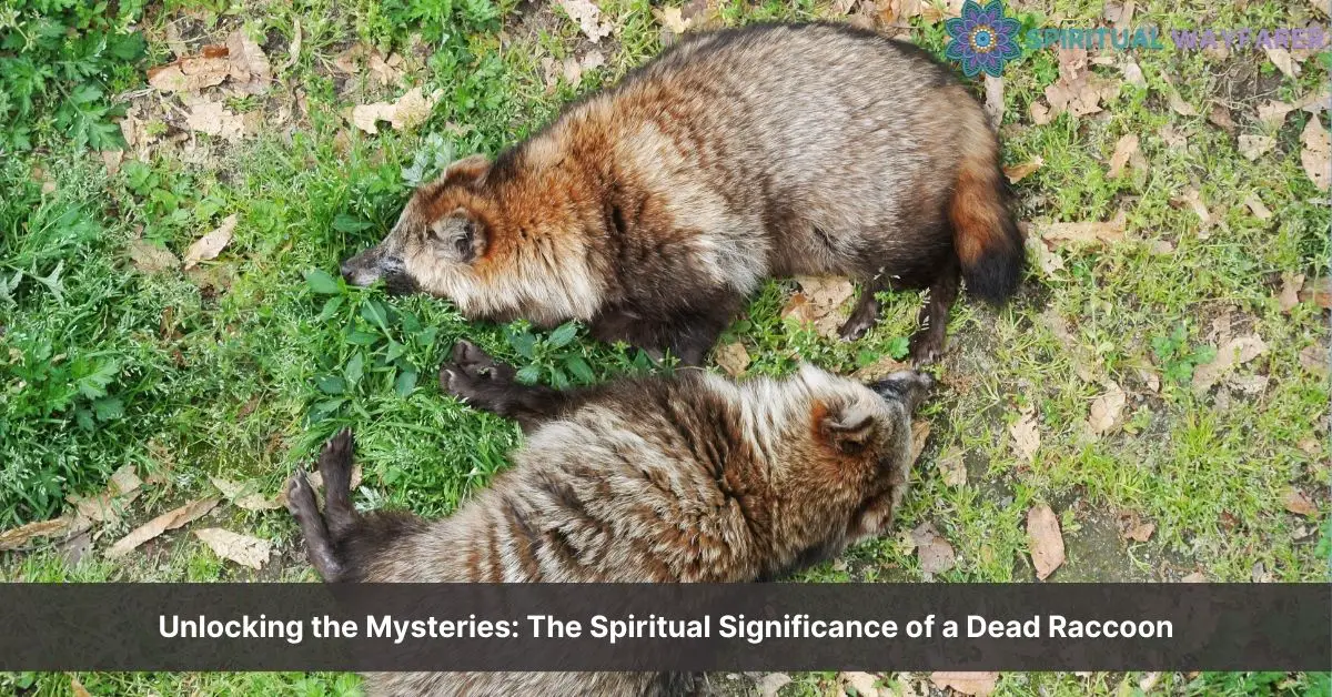 dead raccoon spiritual meaning