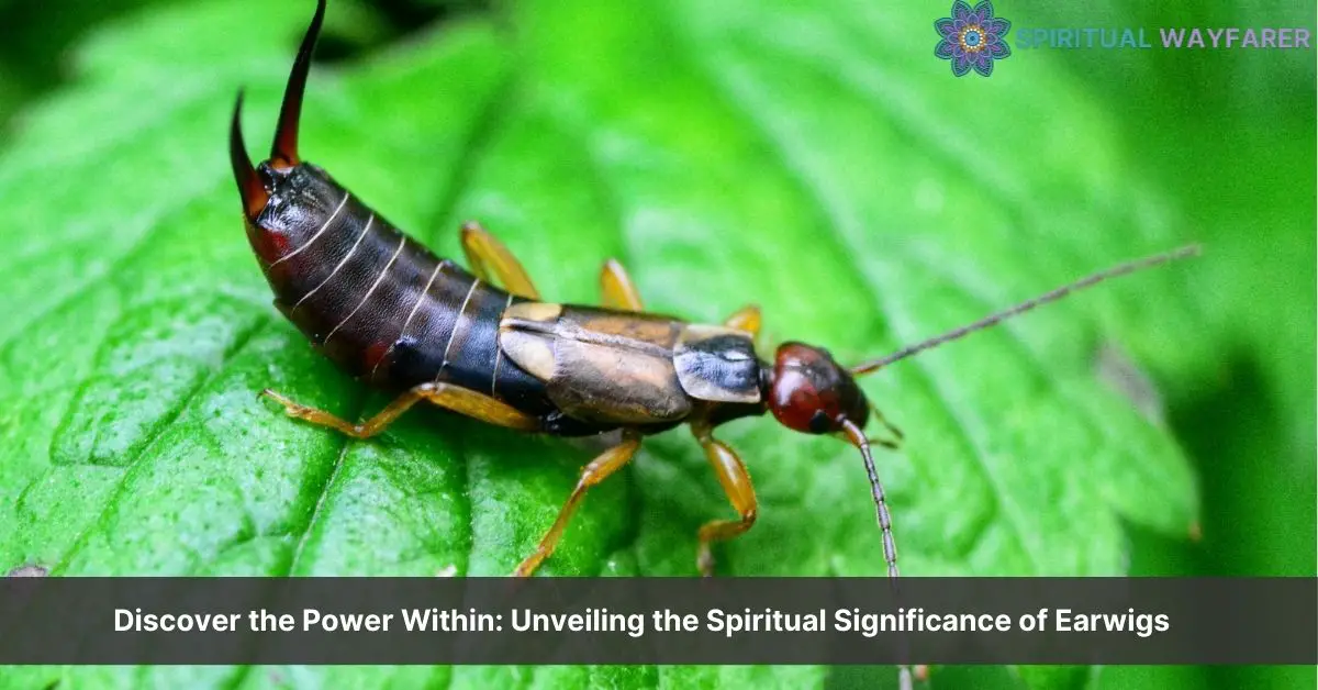 earwig spiritual meaning