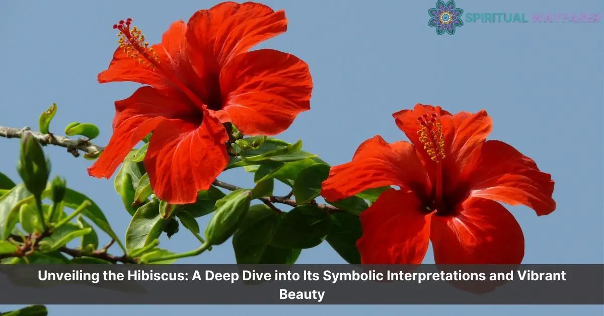 hibiscus flower meaning