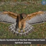 red shouldered hawk symbolism