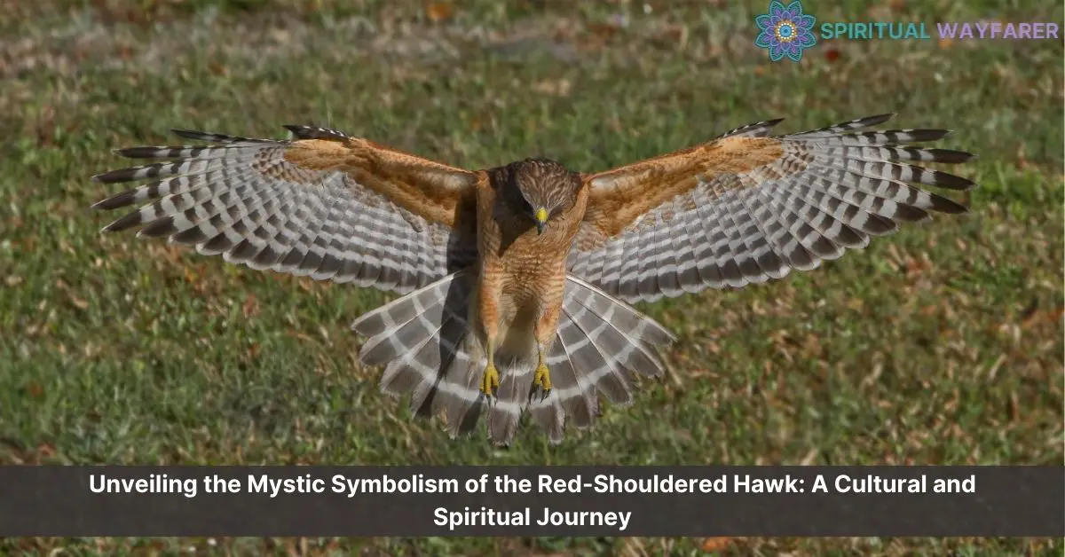 red shouldered hawk symbolism