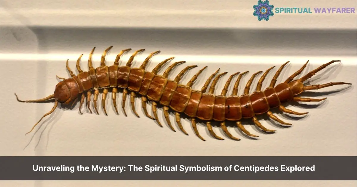 spiritual meaning of a centipede