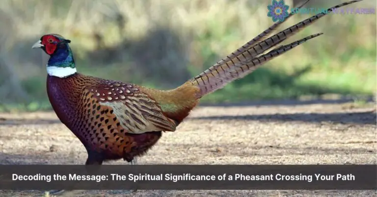 spiritual meaning of a pheasant crossing your path