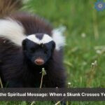 spiritual meaning of a skunk crossing your path (1)