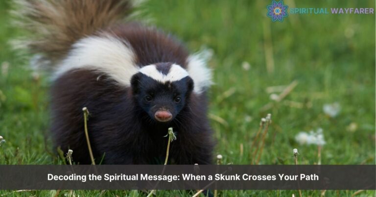 spiritual meaning of a skunk crossing your path (1)