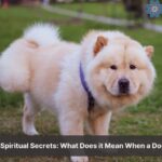 spiritual meaning of dog peeing on you