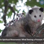 spiritual meaning of seeing a possum