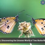 two butterflies simultaneously