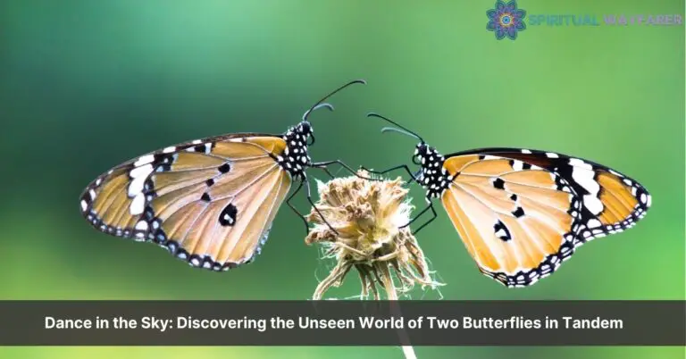 two butterflies simultaneously