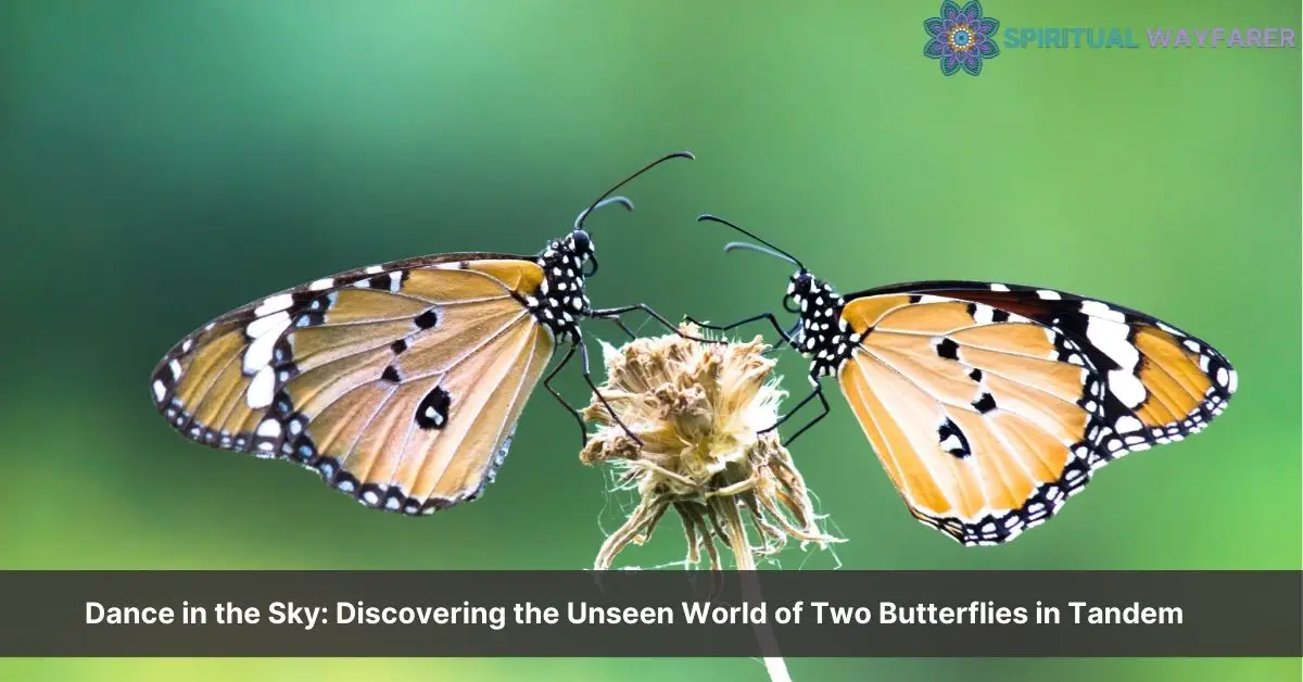 two butterflies simultaneously