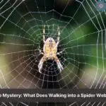 walking into a spider web meaning