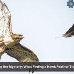what does it mean when you find a hawk feather