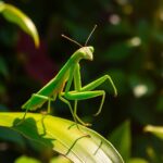 4MZgAg87md A8ZISGWOCr