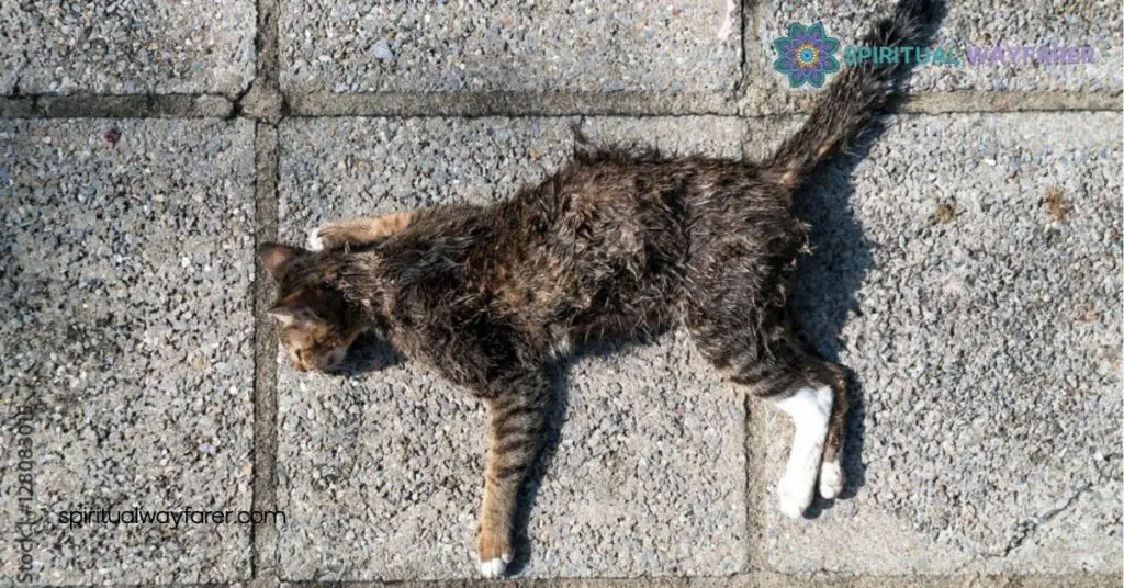 Spiritual Meaning of Dead Cat Dreams: What They Reveal About You 4 Analyzing Your Own Dreams
