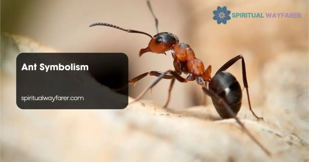 Ant Symbolism