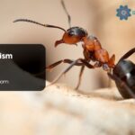 Ant Symbolism