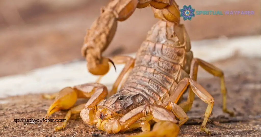 Unlocking the Symbolic Meaning of a Scorpion: Transformation, Protection & More 2 Astrological Significance