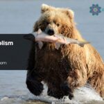 Bear Symbolism